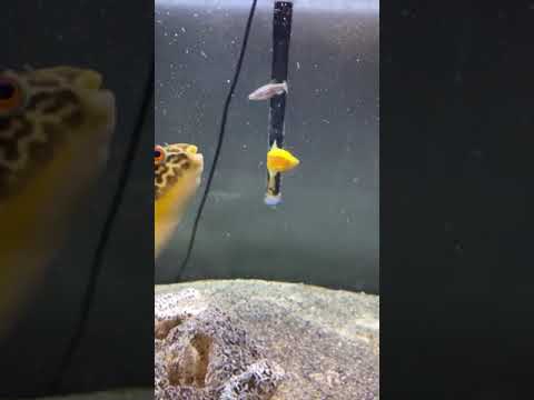Ever seen a fish eat a cicada