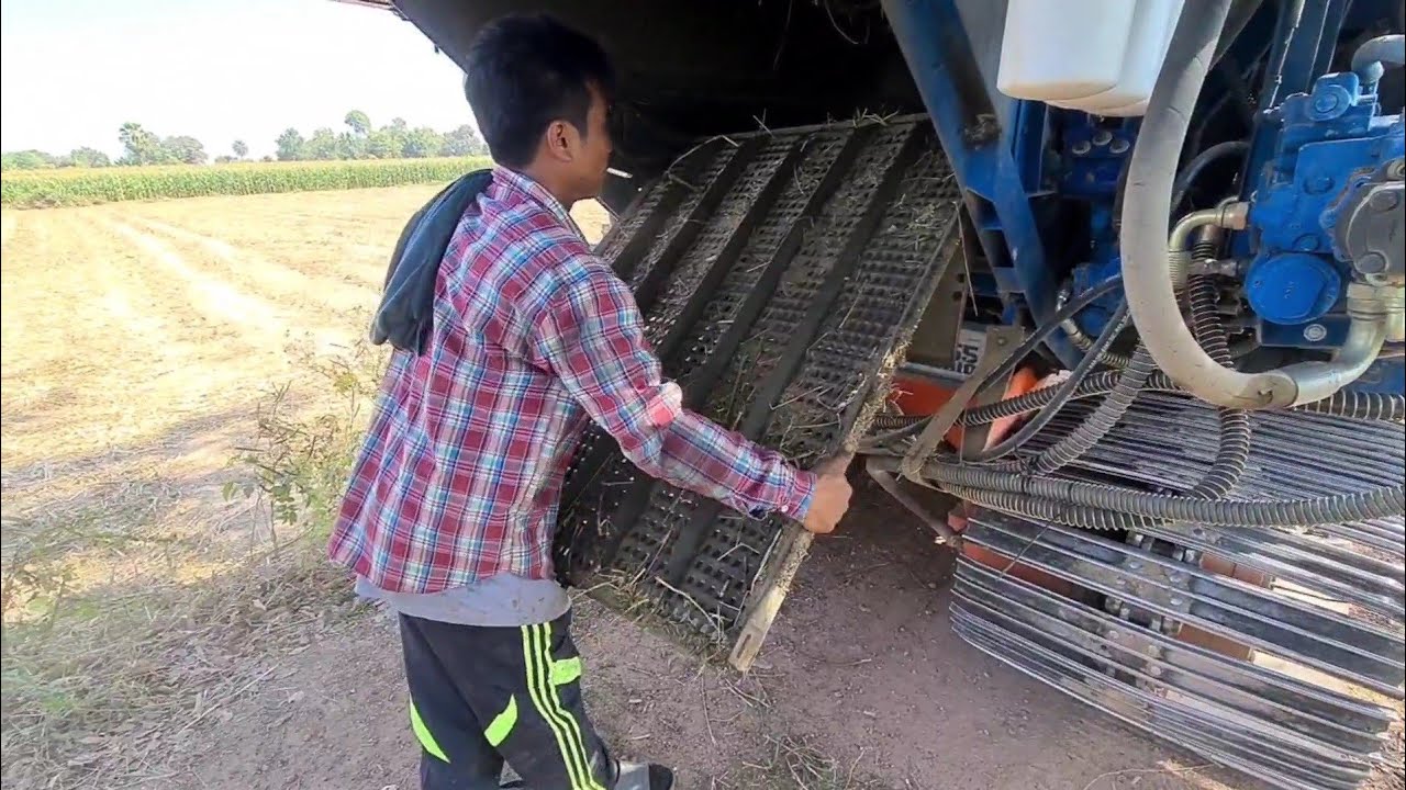 พึ่งเกี่ยวถั่วเสร็จ มาเกี่ยวข้าวต่อ เปลี่ยนตะแกรงหน้างานเลย ถือว่าหาดูยากมากที่เอาศิริมาเกี่ยวข้าว