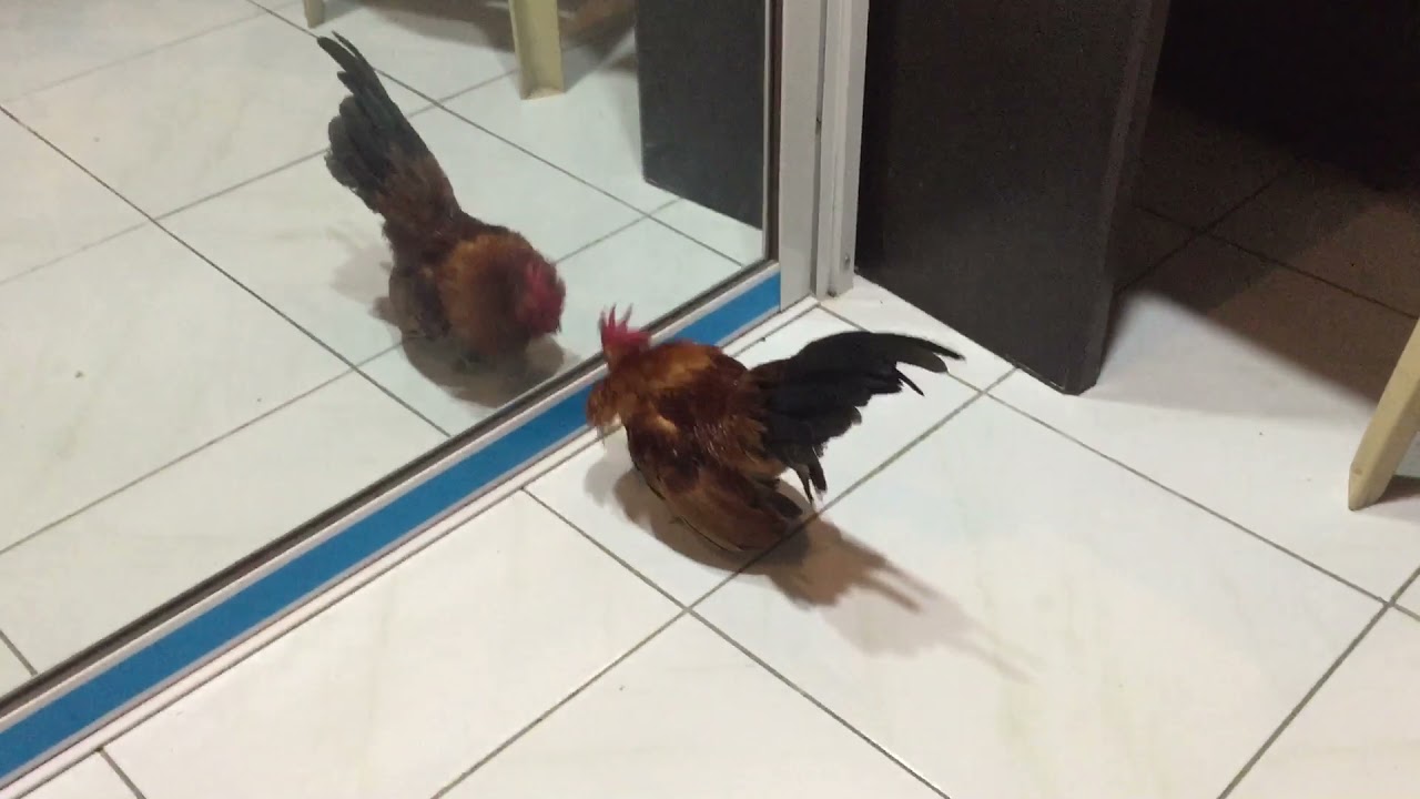 Ang aking kulas the manok na pula na love ko pls subscribe Po Rovie Diaz