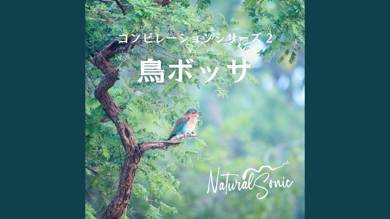 Watch Beautiful Bird on YouTube Watch Beautiful Bird on YouTube