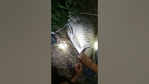 🎣Fishing | Câu Lancer Cá Chép Khủng 10kg | Minh Fishing #shorts