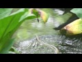 20160619 箱根湿生花園で泳ぐヘビに遭遇 の動画、YouTube動画。