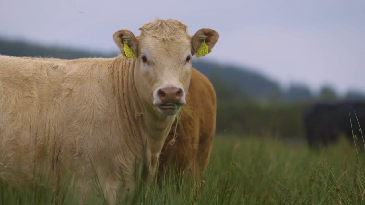 GRASSLAND HABITATS YouTube