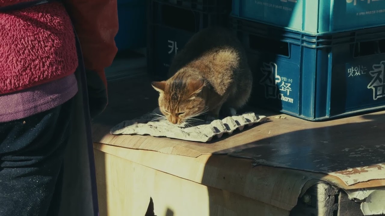 안동 /BMPCC 4K + 아이폰