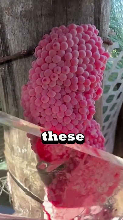 Make sure to CRUSH these eggs!