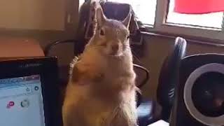 10 Kasım Da Atatürk E Saygı Duruşunda Bulunan Sincap. Sincap Alf The Squirrel