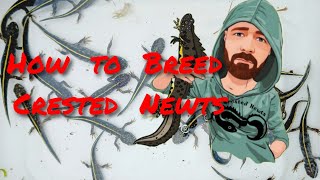 How to Breed Crested Newts