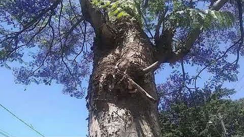 Qual é o pé de jacarandá?