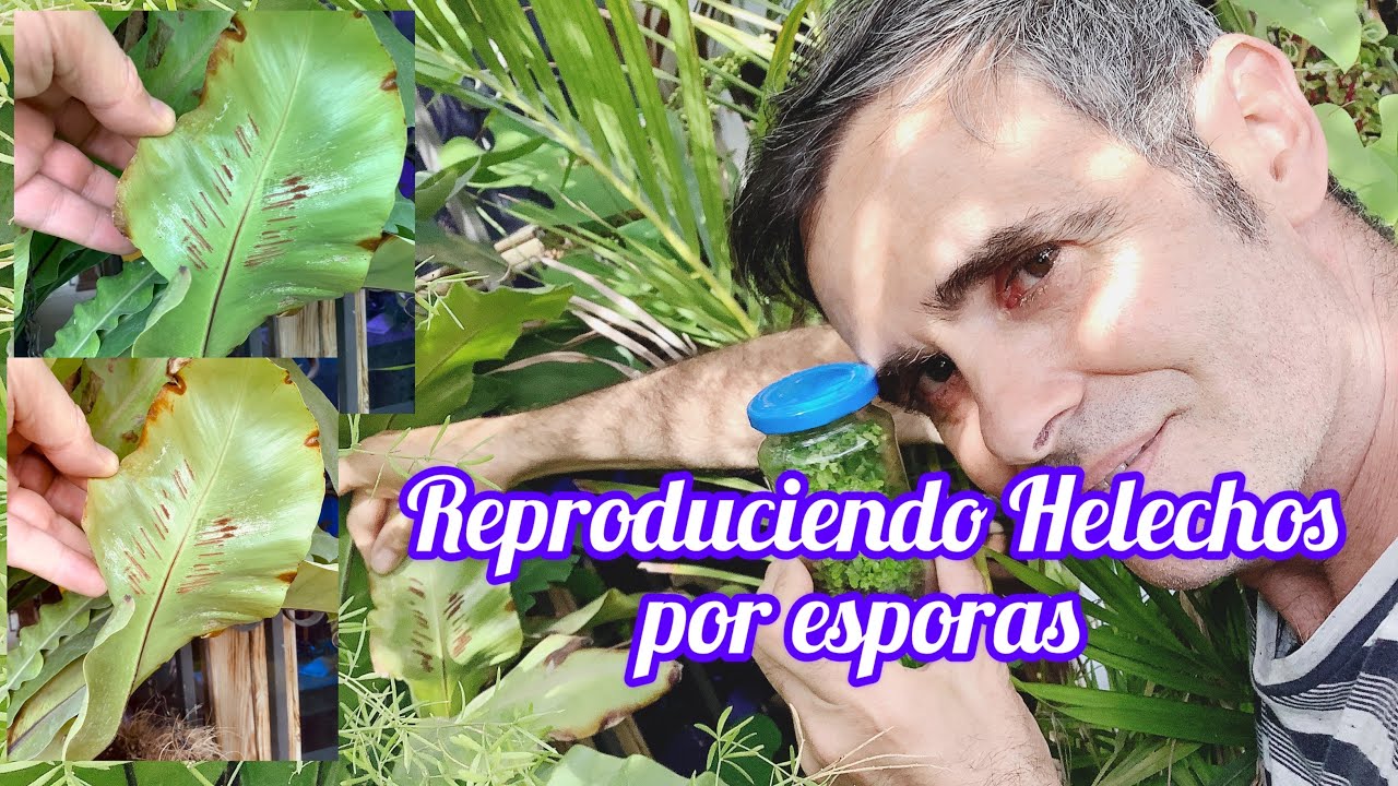 Reproduciendo Helechos por esporas CAP 206