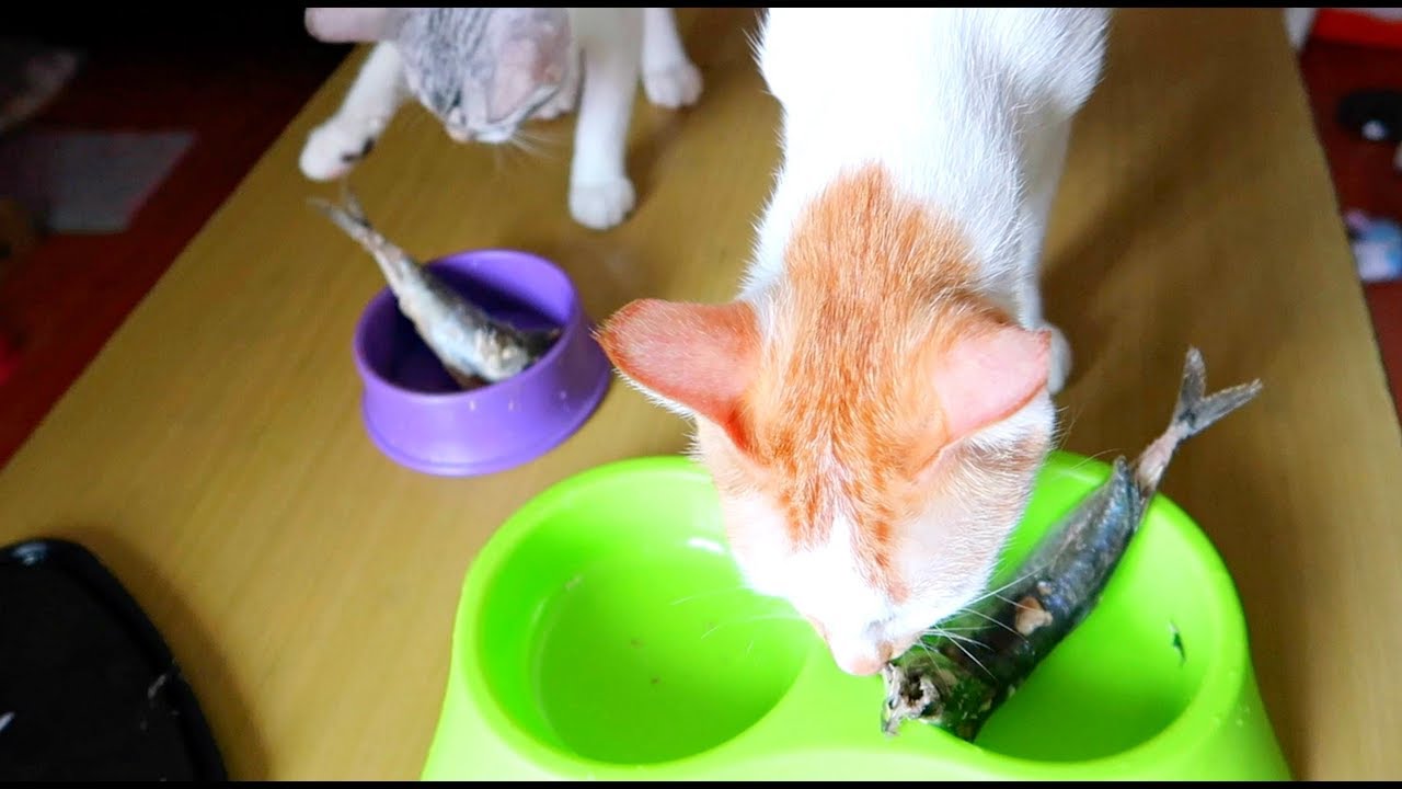 kittens for sale near me ✰Eating *REAL WHOLE FISH*!! How To Eat This Hooman?! 😂