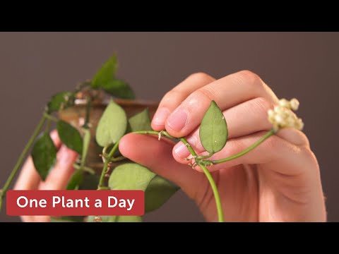 Hoya krohniana 'Eskimo' Houseplant Care — 45 of 365