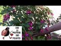 Tuto jardinage fuchsia comment monter un fuchsia sur tige plantes annuelles