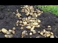 culture des pommes de terre au cameroun
