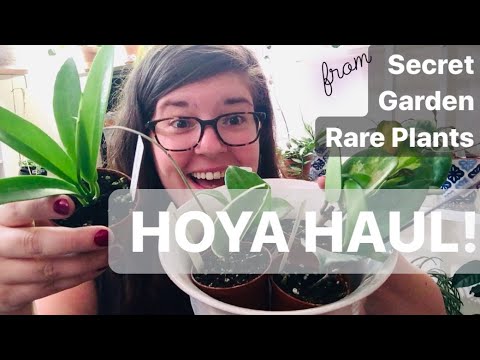 HOYA UNBOXING! Secret