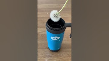 Wil je zien hoe een paardenbloem NIET nat wordt? #paardenbloemen #wetenschappelijkexperiment 💨
