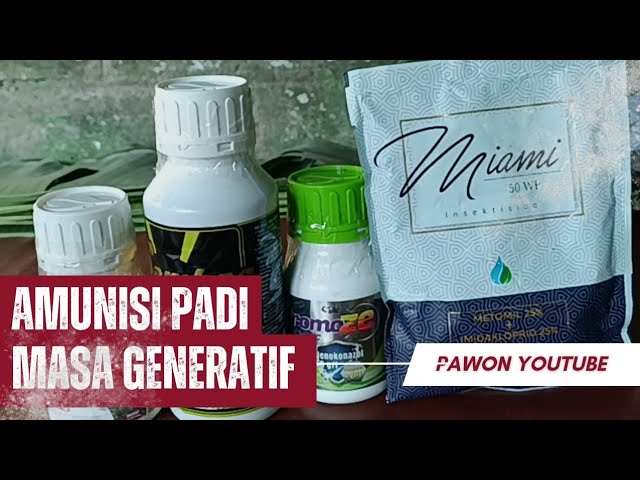 WAJIB TAHU! PENYEMPROTAN NUTRISI PADI MASA GENERATIF AGAR BULIR PADI FULL TERISI DAN BERNAS class=