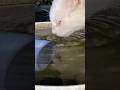 This Cat Came to Hydrate Like a Champion #cat #cuteanimal #kitten #animallife #cute