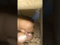 فقص اول زغلول للبادجى ومدة حضن البيض