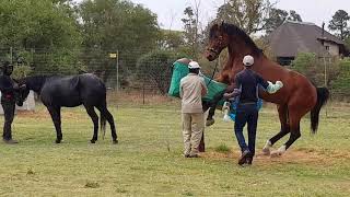 Milking A Stallion horse Reproduction