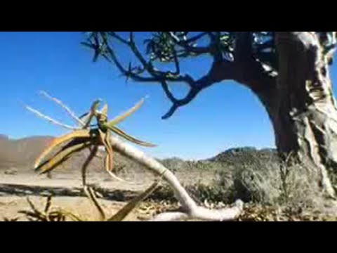 How the quiver tree survives in the desert - David Attenborough - BBC wildlife