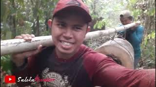 PENGAMBILAN KOLONI LEBAH MADU KELULUT TRIGONA THORACICA DI HUTAN