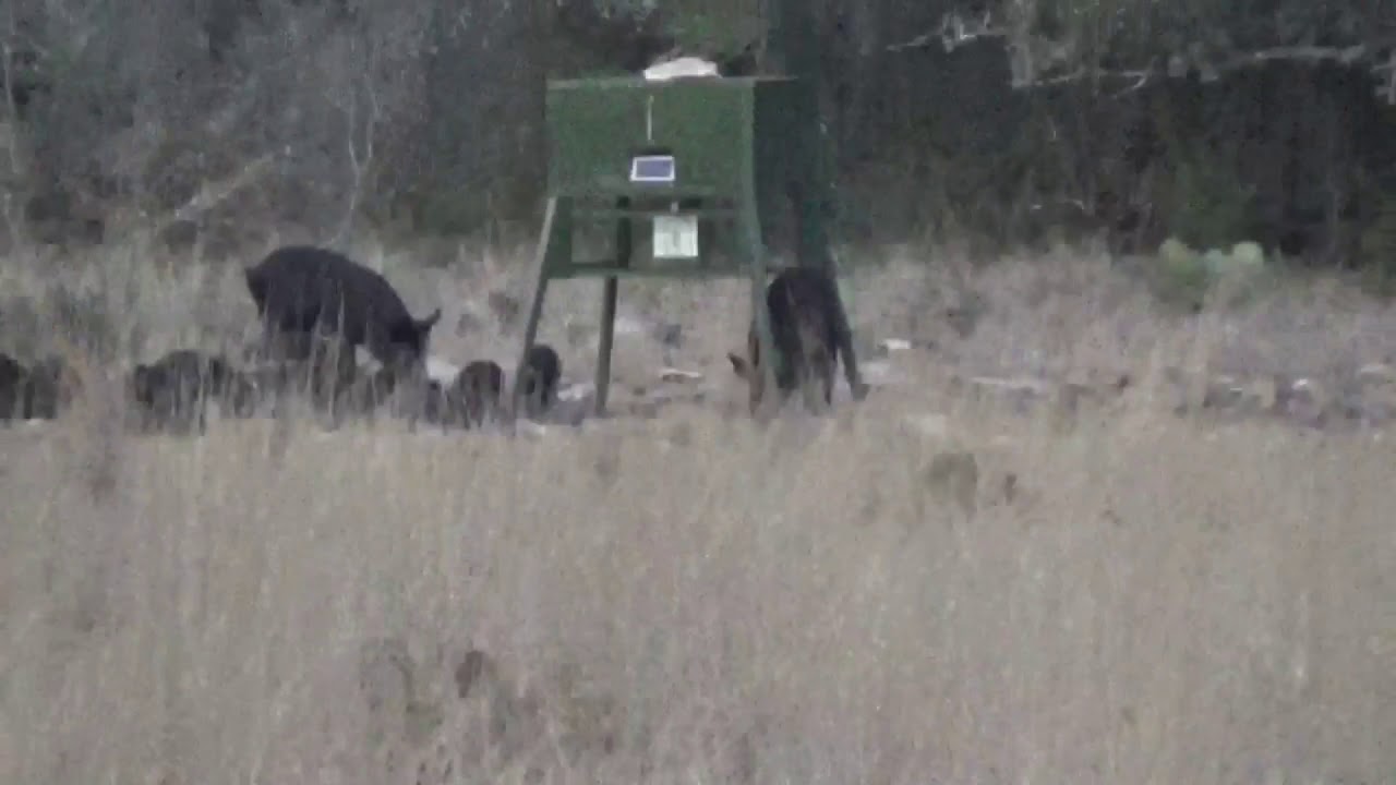 Hog Hunting- Texas Hill Country 