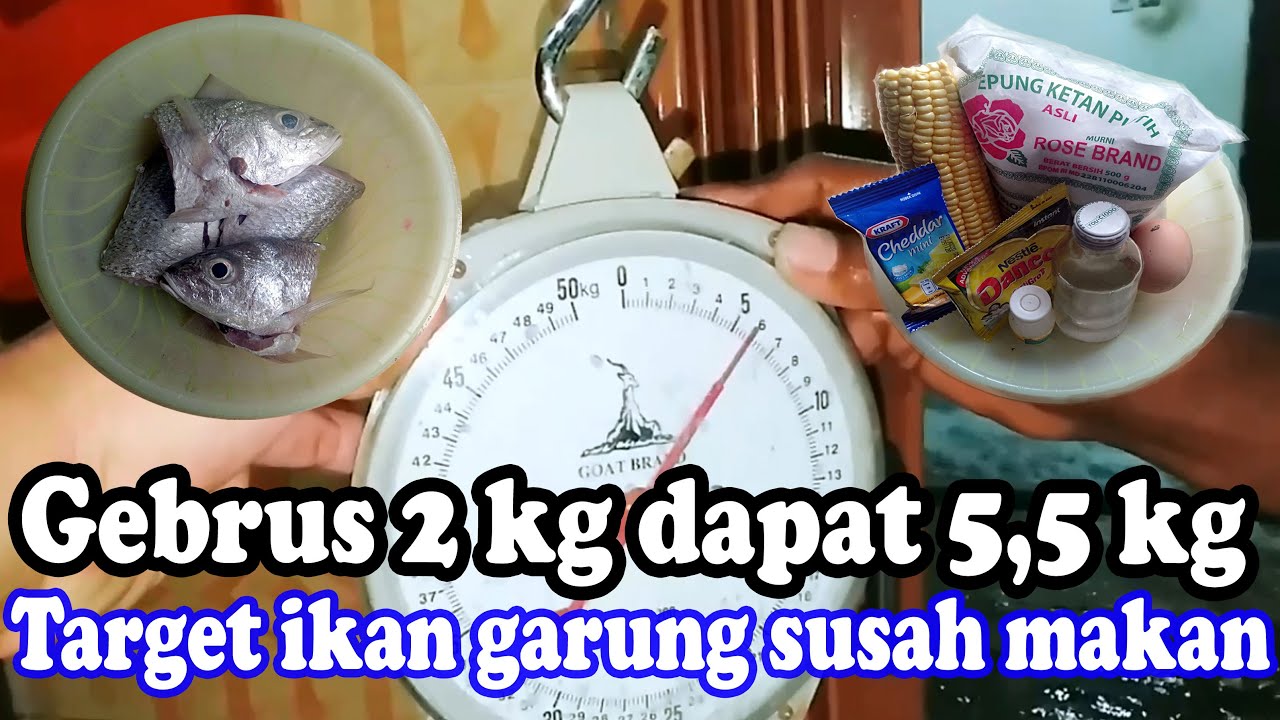 Mancing ikan mas garung susah makan pakai umpan racikan umpan putih