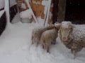 SnowSheep