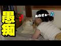 まるで姉の様に娘の話を真剣に聞く優しい柴犬