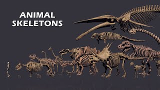 Comparison of Animal Skeletons Size: Living and Extinct by G's Data Lab 39,550 views 1 year ago 3 minutes, 2 seconds