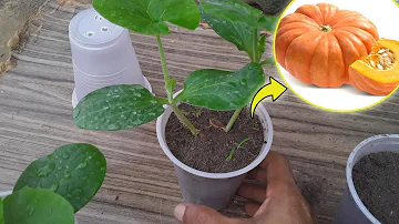 Como fazer a muda de abóbora?