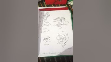 botany practical file | | bsc | |  bsc first year | | ccs university | | ccsu