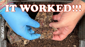 Mites & Moisture Back Under Control in My Worm Bin!! | Vermicompost Worm Farm