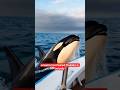 The Ocean’s Most Feared Predator Is Actually a Dolphin🐬#facts #shorts #nature