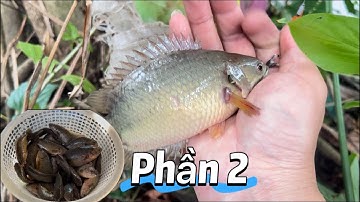 Câu Cá-Rô Đồng PHẦN 2 Nước Phù Sa Về Cá Rô Mập Ú 1 Ngày Đi Câu Bội Thu Bão Cá / lãng tử miền tây T5