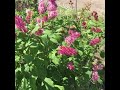 Monarch Butterfly on Lilac Paws and Tails Sanctuary Habitat Sustain #monarch