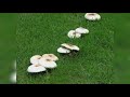 What to do with mushrooms in your lawn or garden