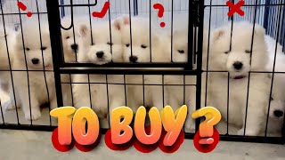 Getting a Samoyed Puppy  First Meeting Samoyed Dog