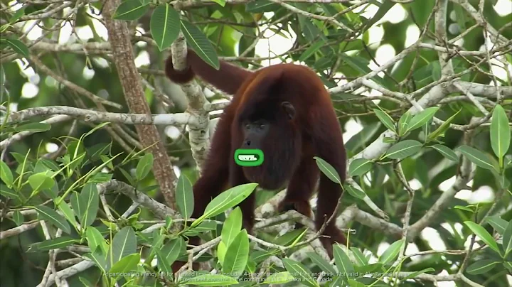 Wendy's 4 for $4 Double Stack - Howler Monkeys