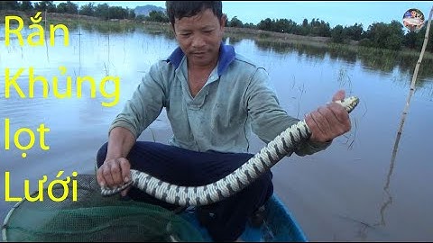 Đổ dớn bắt cá mùa nước nổi gặp ngay con Rắn khủng lọt lưới | Catch snakes