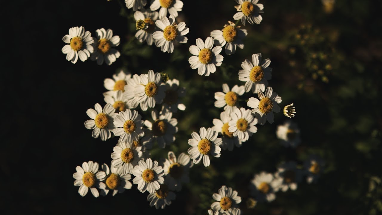 Flower l Feverfew l Short Cinematic Video l Sony a7m2