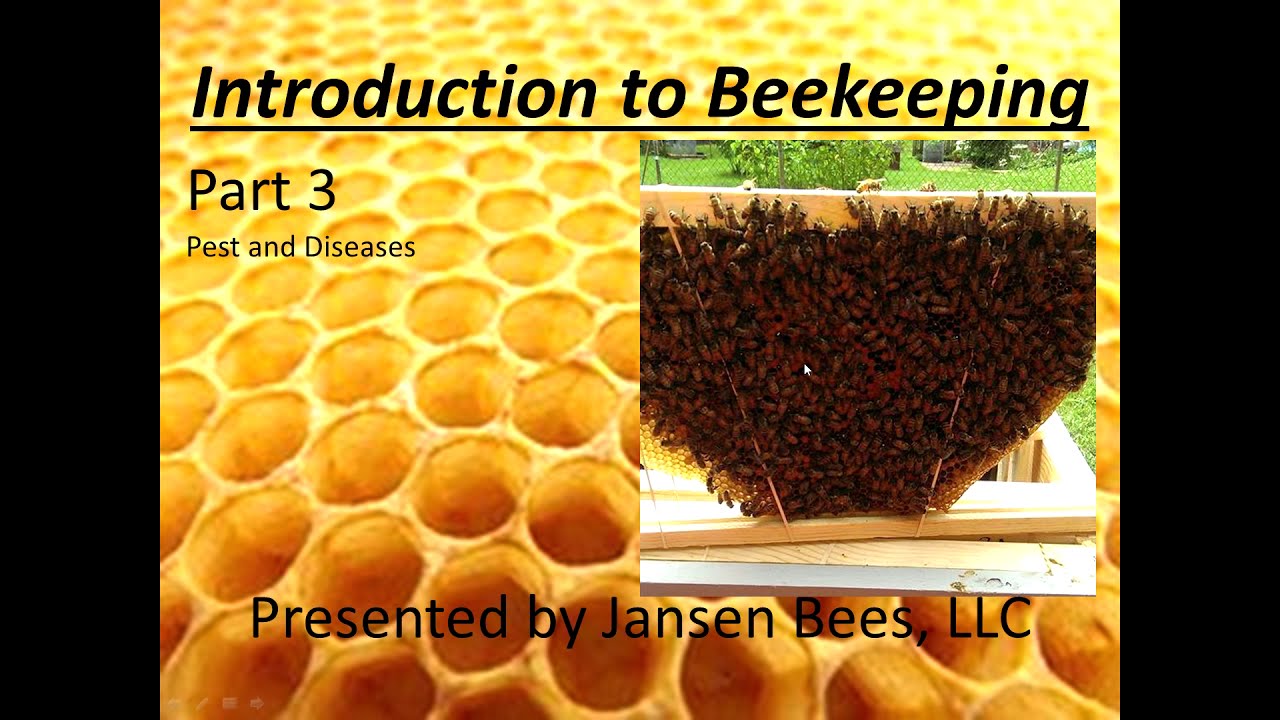 Beginner Beekeeping Part 3 2021
