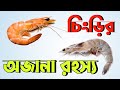 চিংড়ির অজানা রহস্য | অজানা তথ্য ও রহস্য | অজানা রহস্য ভিডিও | factTrx #shorts Interesting facts