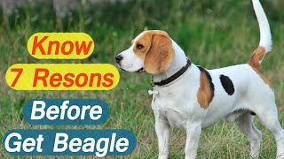 7 Reasons Why YOU Should Get a Beagle by The Designer Dogs 43 views 2 months ago 3 minutes, 9 seconds