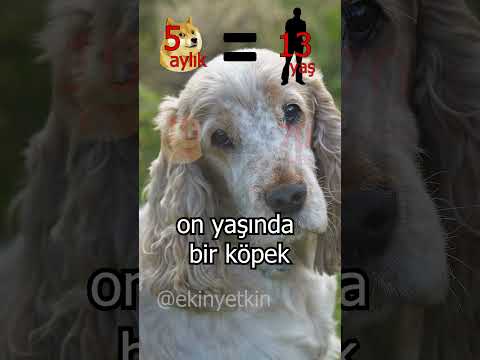 Video: Bunlar 2017'nin En Popüler Köpek İsimleridir