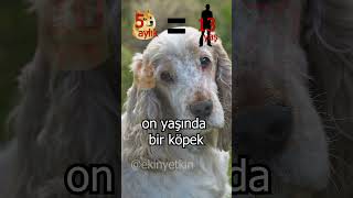 1 Yaşındaki Köpek Yavrusu 30 Yaşındaki Insan 