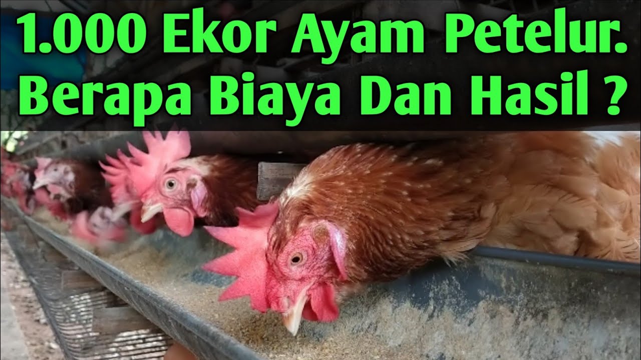 1.000 Ekor Ayam Petelur. Berapa Biaya & Hasil