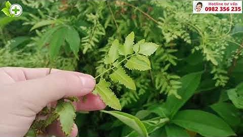 BÒNG BONG, HẢI KIM SA VÀ 26 BÀI THUỐC CHỮA BỆNH HIỆU QUẢ