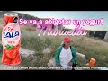 SE VA A ABIGOTAR UN YOGURT