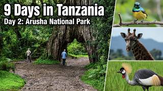 Travel vlog - Tanzania Travel Vlog 2/9 - Unexpected Wildlife Moments in Arusha National Park | FIRST Safari